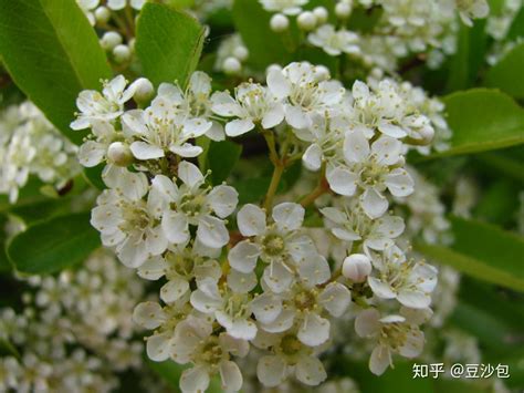 會開白色花的植物|常见开白花植物